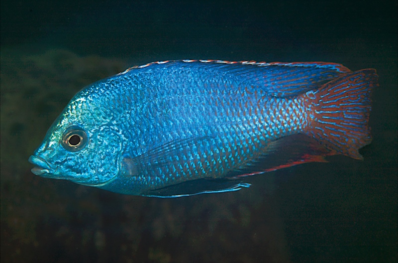 Protomelas taeniolatus 'Chimwalani Reef'